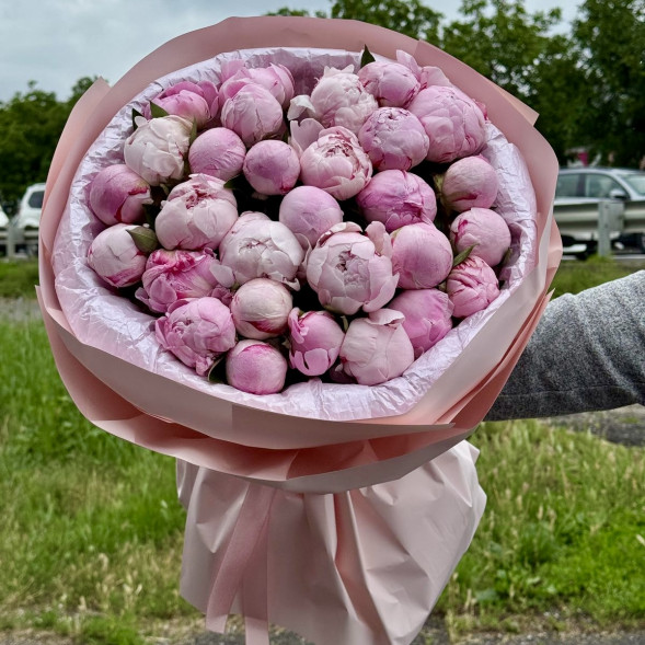 29 пионов &quot;Сара-Бернар&quot; в нежно-розовой упаковке в хуторе Ленина
